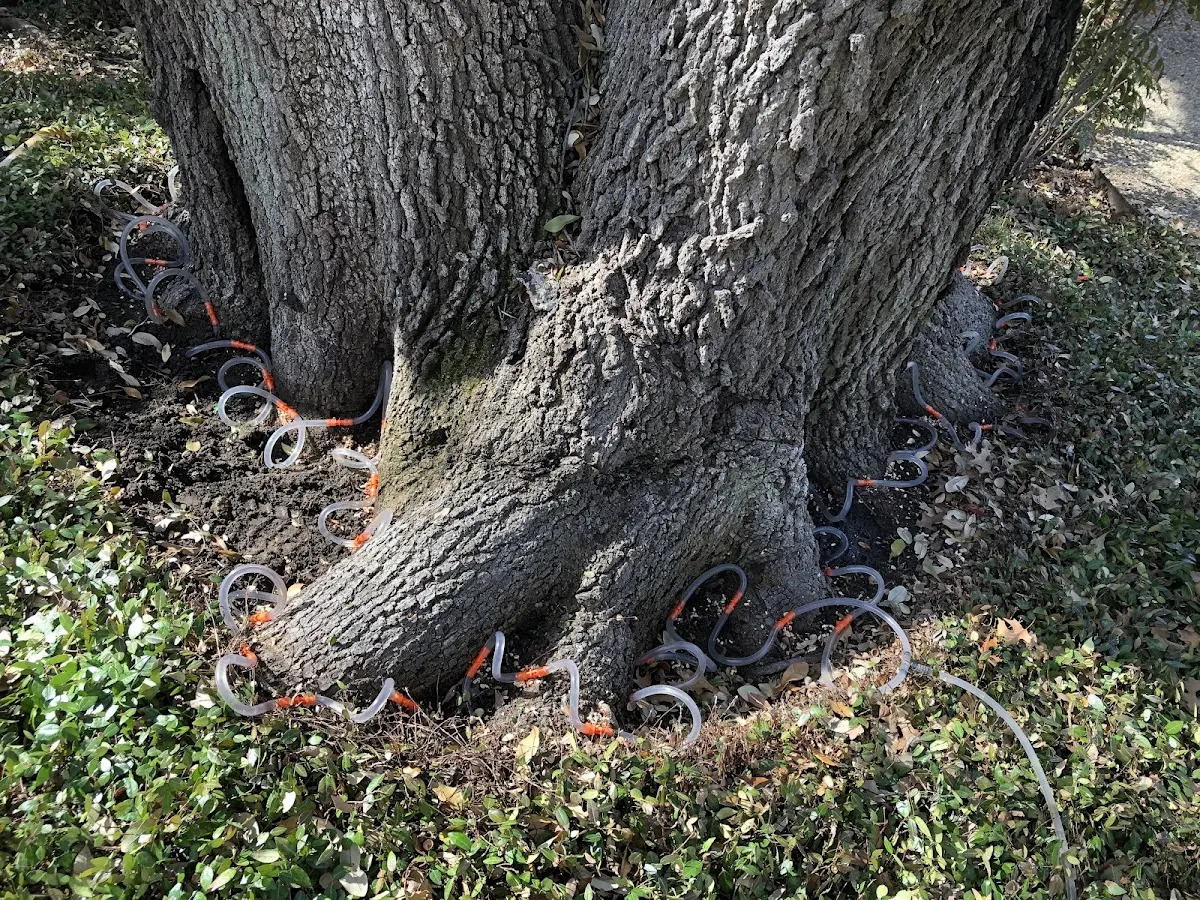 Detailed Tree Cabling and Bracing job site in Grahamsville